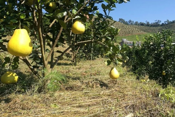 柚子种植园的规划，选择向阳背风的地方