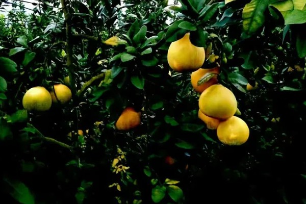 柚子种植园的规划，选择向阳背风的地方