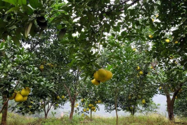 柚子种植园的规划，选择向阳背风的地方