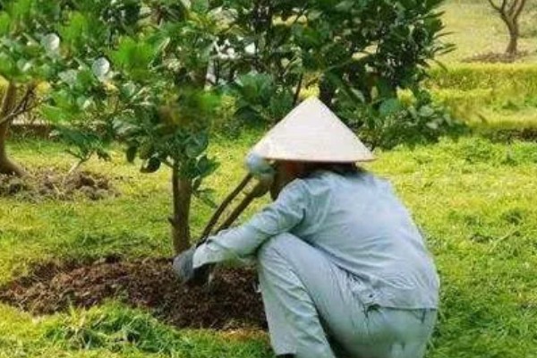 柚子种植园的规划，选择向阳背风的地方