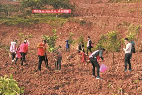 柚子种植园的规划，选择向阳背风的地方