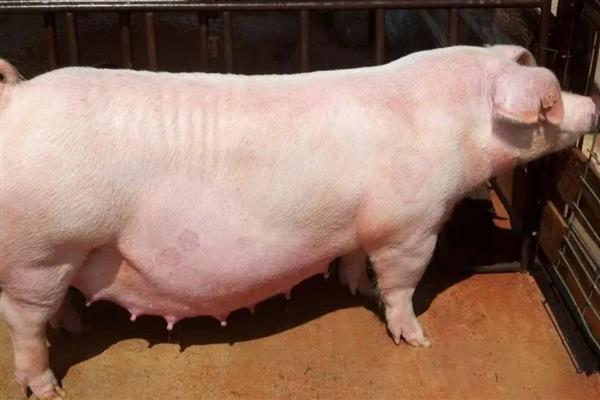 如何判断母猪是否发情，可观察母猪食欲