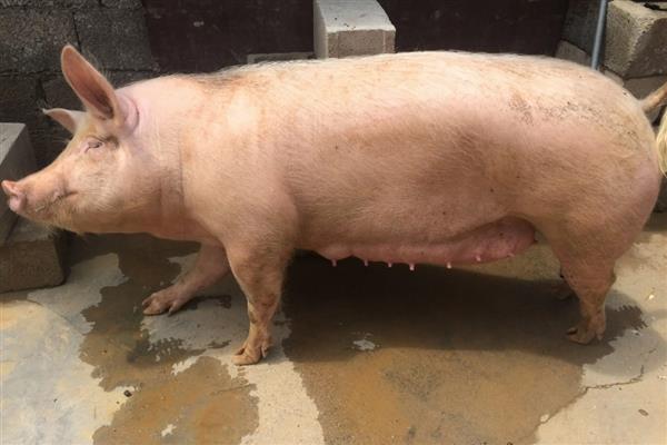 如何判断母猪是否发情，可观察母猪食欲