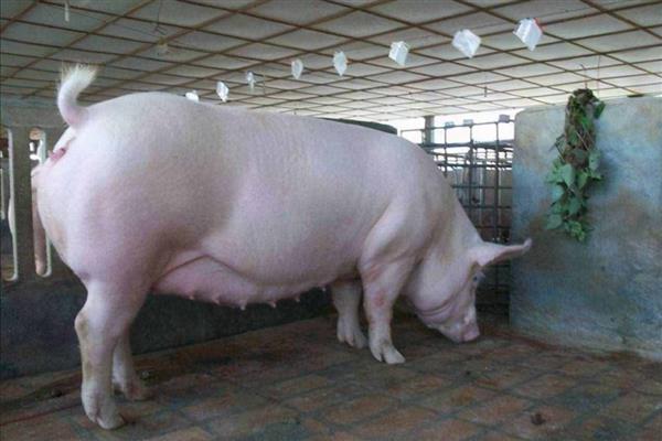 如何判断母猪是否发情，可观察母猪食欲