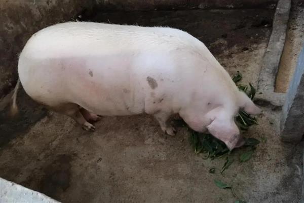 如何判断母猪是否发情，可观察母猪食欲