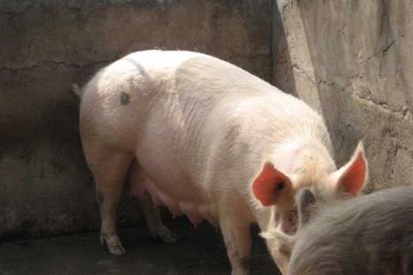 如何判断母猪是否发情，可观察母猪食欲