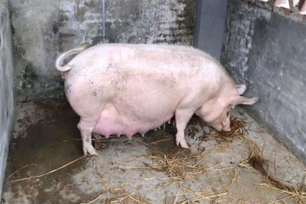 如何判断母猪是否发情，可观察母猪食欲