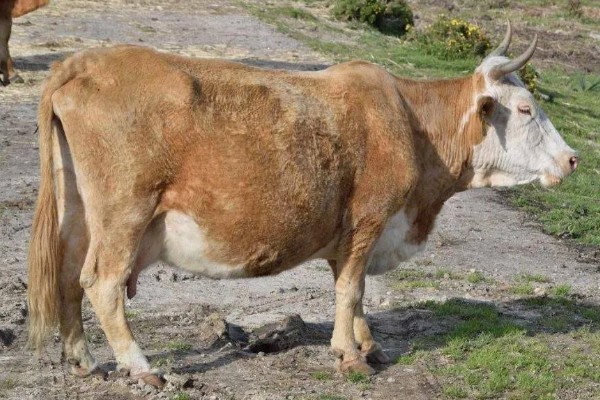 判断母牛肚中胎儿性别的方法，阴户下端挂有粪便可能是怀上了公牛犊