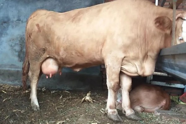 判断母牛肚中胎儿性别的方法，阴户下端挂有粪便可能是怀上了公牛犊