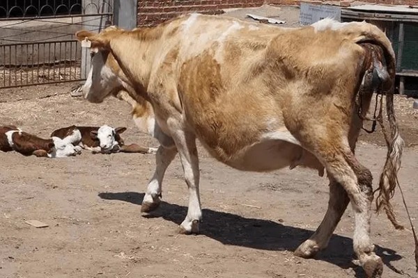 判断母牛肚中胎儿性别的方法，阴户下端挂有粪便可能是怀上了公牛犊