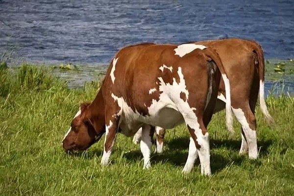 判断母牛肚中胎儿性别的方法，阴户下端挂有粪便可能是怀上了公牛犊