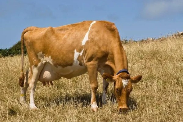 判断母牛肚中胎儿性别的方法，阴户下端挂有粪便可能是怀上了公牛犊