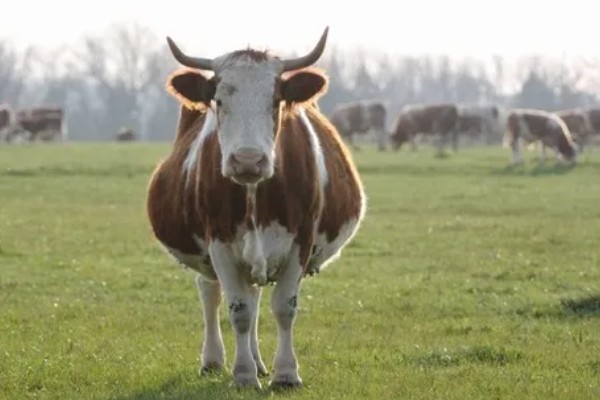 判断母牛肚中胎儿性别的方法，阴户下端挂有粪便可能是怀上了公牛犊