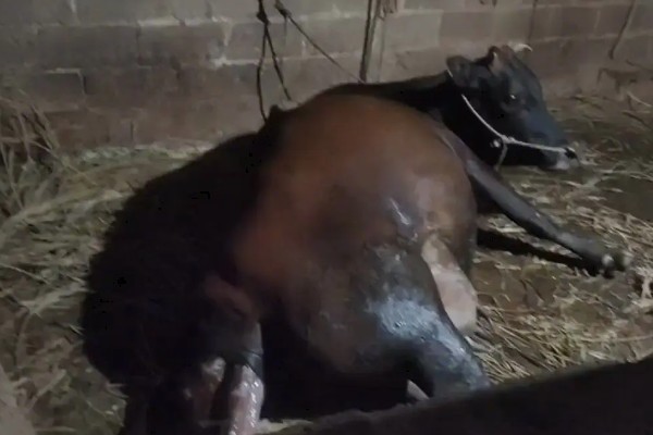 判断母牛肚中胎儿性别的方法，阴户下端挂有粪便可能是怀上了公牛犊