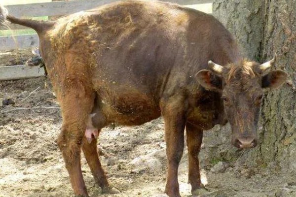 判断母牛肚中胎儿性别的方法，阴户下端挂有粪便可能是怀上了公牛犊
