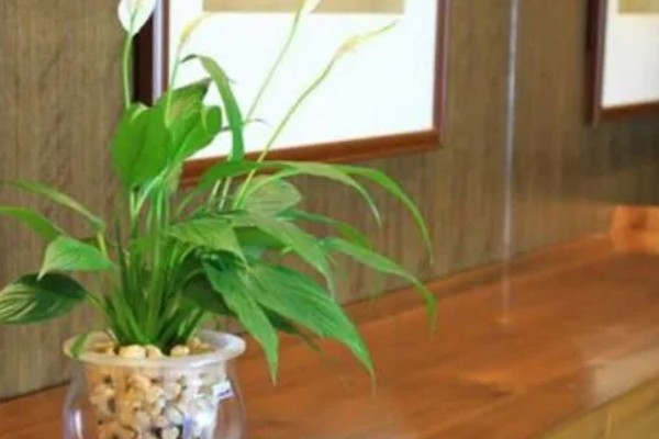 白掌陶粒水培的注意事项，陶粒数不可太多