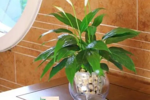 白掌陶粒水培的注意事项，陶粒数不可太多