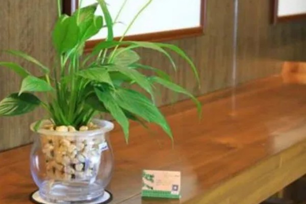 白掌陶粒水培的注意事项，陶粒数不可太多