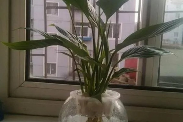 白掌陶粒水培的注意事项，陶粒数不可太多