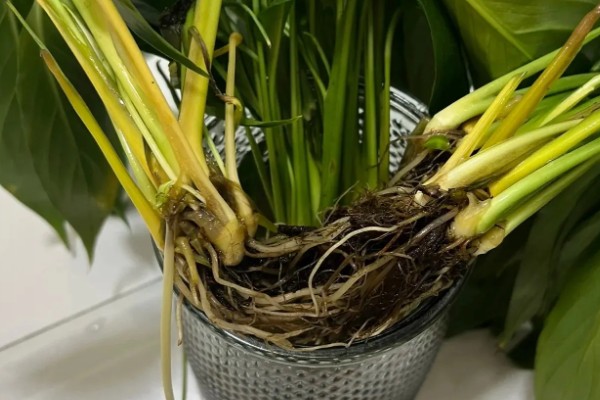 白掌陶粒水培的注意事项，陶粒数不可太多