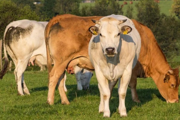 母牛有没有角,母牛有角