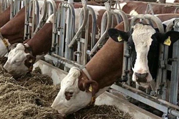 母牛有没有角,母牛有角