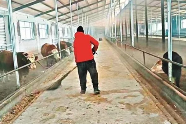 母牛有没有角,母牛有角