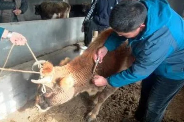 母牛有没有角,母牛有角