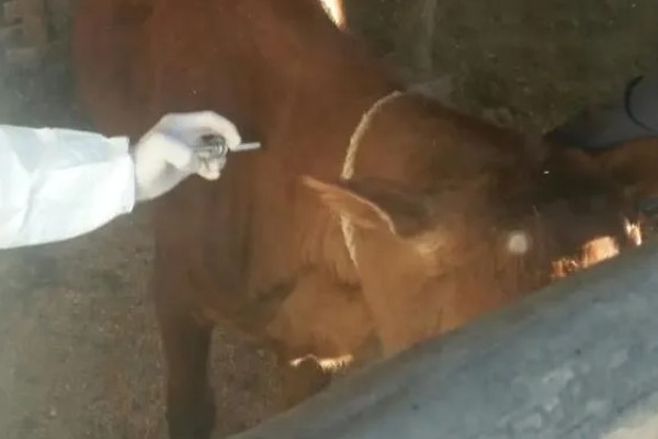 母牛有没有角,母牛有角