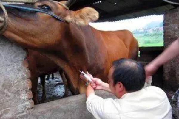 母牛有没有角,母牛有角