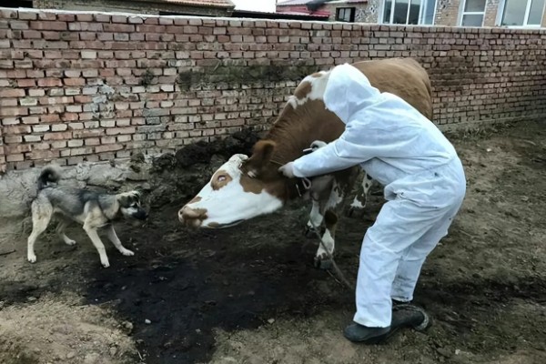 母牛有没有角,母牛有角