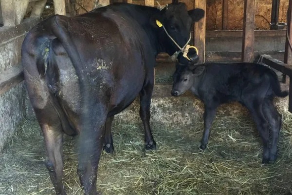 母牛有没有角,母牛有角