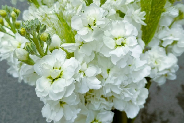 紫罗兰有哪些花语，不同颜色代表的含义有区别