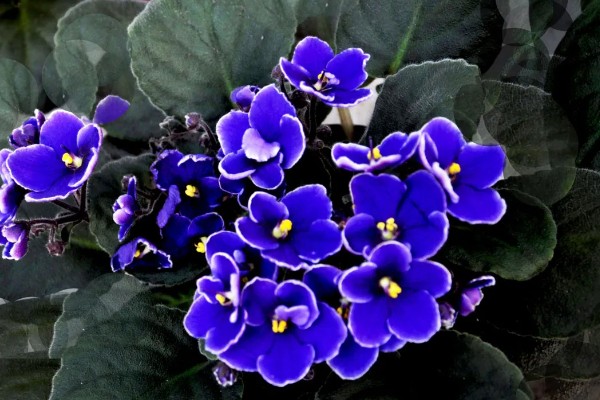 紫罗兰有哪些花语，不同颜色代表的含义有区别