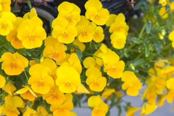 紫罗兰有哪些花语，不同颜色代表的含义有区别