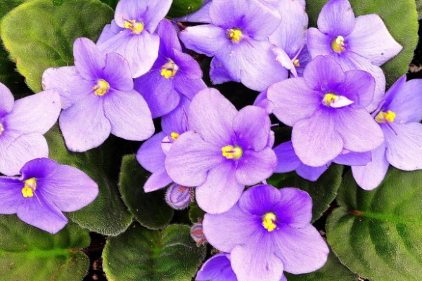 紫罗兰有哪些花语，不同颜色代表的含义有区别