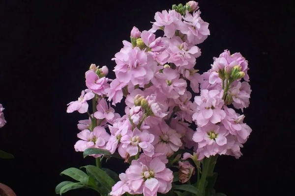 紫罗兰有哪些花语，不同颜色代表的含义有区别