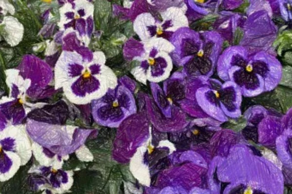 紫罗兰有哪些花语，不同颜色代表的含义有区别