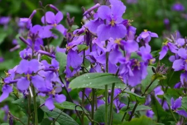 紫罗兰有哪些花语，不同颜色代表的含义有区别