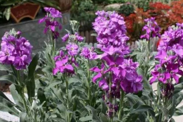 紫罗兰有哪些花语，不同颜色代表的含义有区别