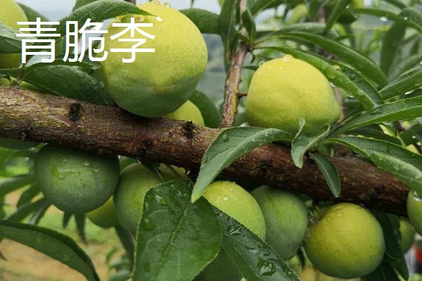 青脆李与茵红李有什么区别，成熟期、果实性状等方面不同