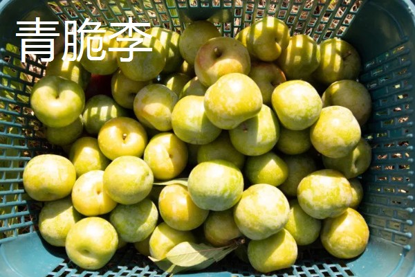 青脆李与茵红李有什么区别，成熟期、果实性状等方面不同