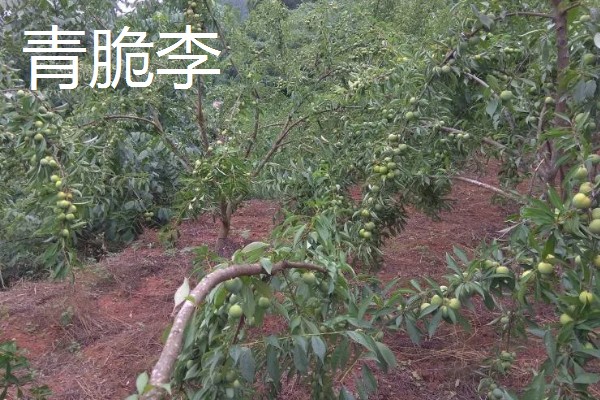 青脆李与茵红李有什么区别，成熟期、果实性状等方面不同