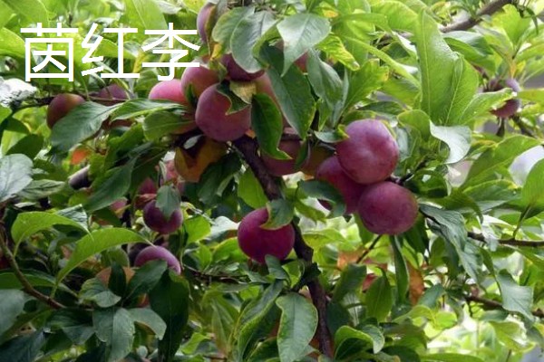 青脆李与茵红李有什么区别，成熟期、果实性状等方面不同