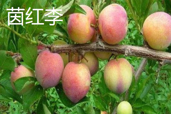 青脆李与茵红李有什么区别，成熟期、果实性状等方面不同
