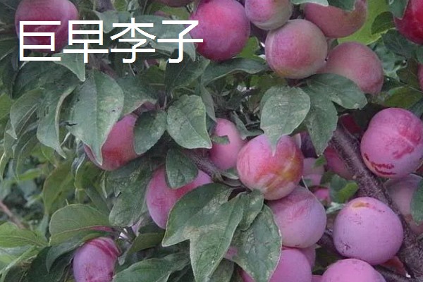 青脆李与茵红李有什么区别，成熟期、果实性状等方面不同