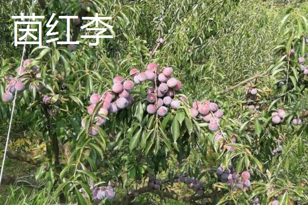 青脆李与茵红李有什么区别，成熟期、果实性状等方面不同