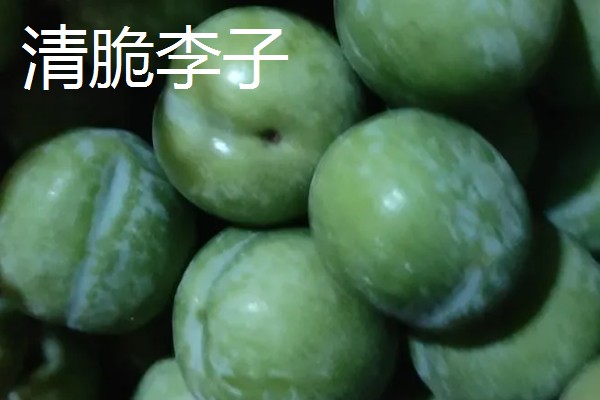 青脆李与茵红李有什么区别，成熟期、果实性状等方面不同