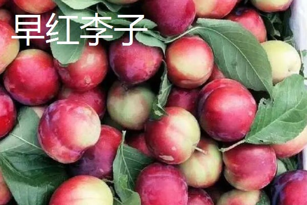 青脆李与茵红李有什么区别，成熟期、果实性状等方面不同