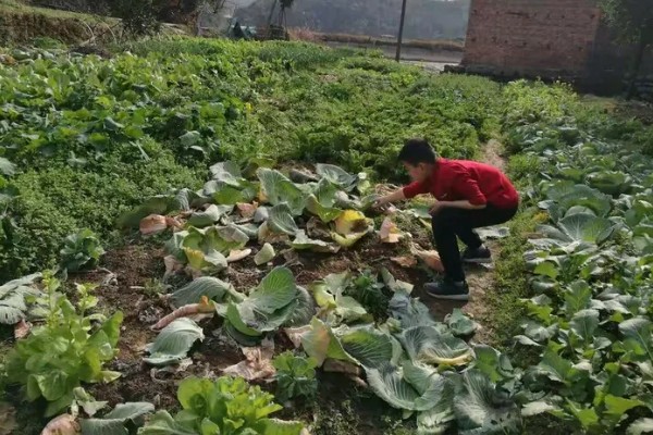 果蔬带土移栽为什么成活率高，保护了幼根和根毛